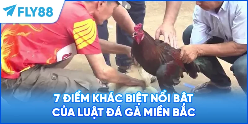 7 điểm khác biệt nổi bật của luật đá gà miền Bắc