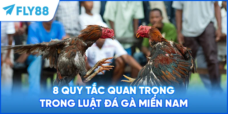 8 quy tắc quan trọng trong luật đá gà miền Nam