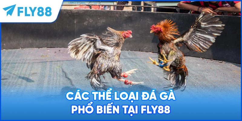 Các thể loại đá gà phổ biến tại FLY88