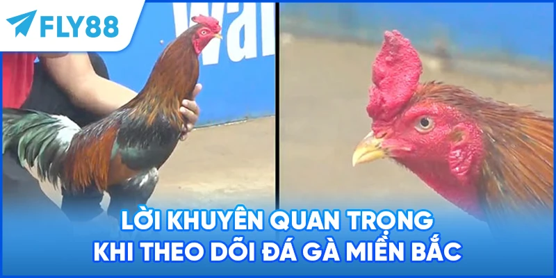 Lời khuyên quan trọng khi theo dõi đá gà miền Bắc
