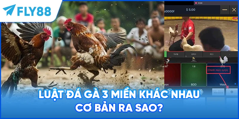 Luật đá gà 3 miền khác nhau cơ bản ra sao?