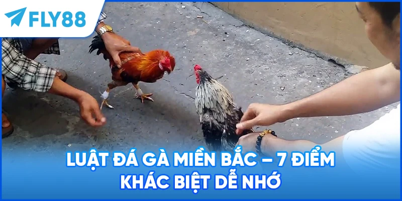 Luật Đá Gà Miền Bắc - 7 Điểm Khác Biệt Dễ Nhớ