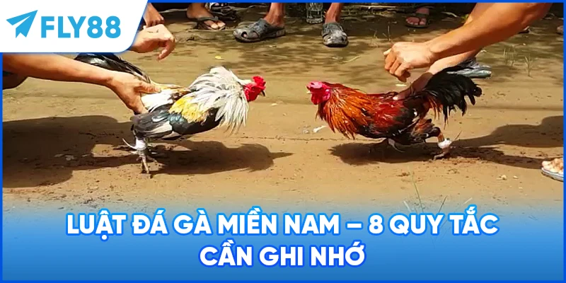 Luật Đá Gà Miền Nam - 8 Quy Tắc Cần Ghi Nhớ