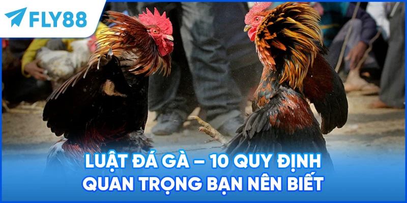 Luật Đá Gà - 10 Quy Định Quan Trọng Bạn Nên Biết