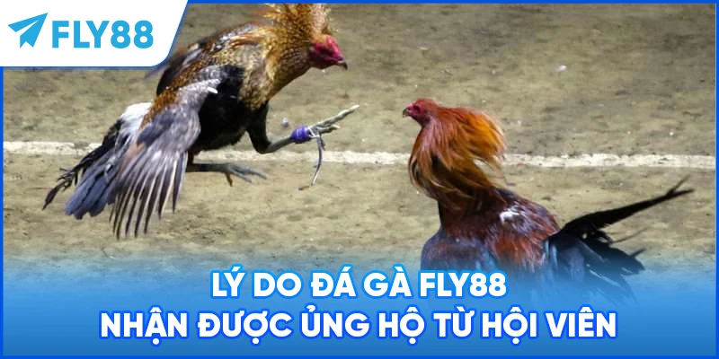Lý do đá gà FLY88 nhận được ủng hộ từ hội viên