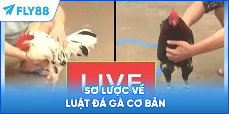 Sơ lược về luật đá gà cơ bản