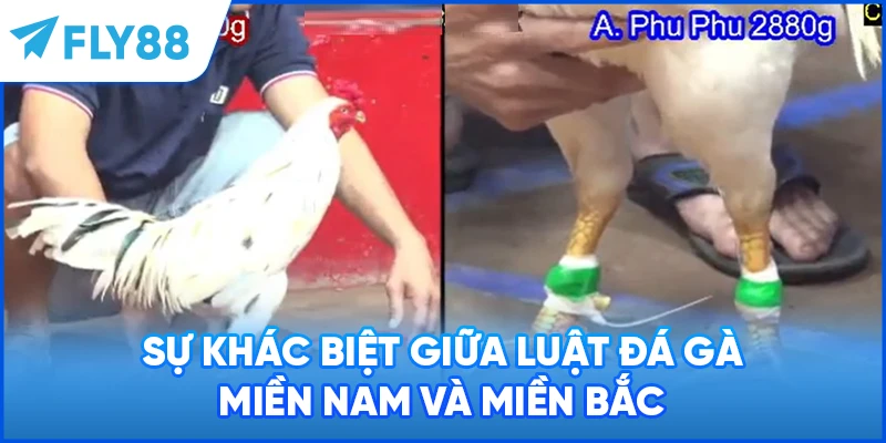 Sự khác biệt giữa luật đá gà miền Nam và miền Bắc